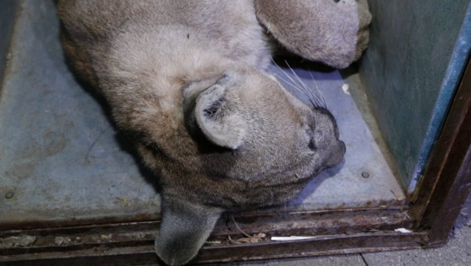 El puma fue capturado por personal del SAG y del Zoológico Metropolitano. (Foto: @sagchile). 