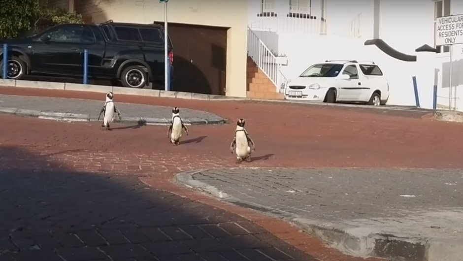 Los pingüinos caminaron por la zona peatonal en Ciudad del Cabo. (Foto: captura de pantalla). 