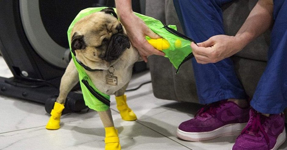 El perro utiliza dos pares de botas, unas gafas de protección y un pequeño impermeable como medidas de protección. (Foto: AFP)