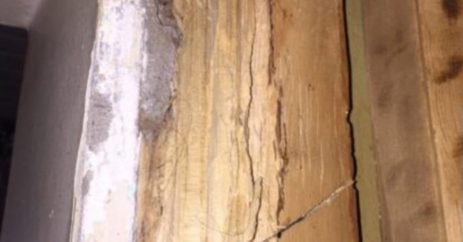 La plaga estaría afectado las estructuras de madera (Foto: VNL Radio)