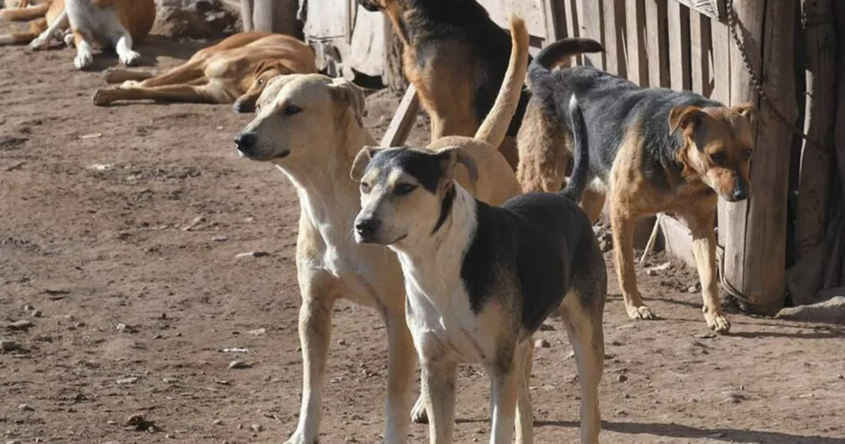 Polémica por informe de la UC: Sugieren que Carabineros y el SAG apliquen eutanasia ante ataques de perros